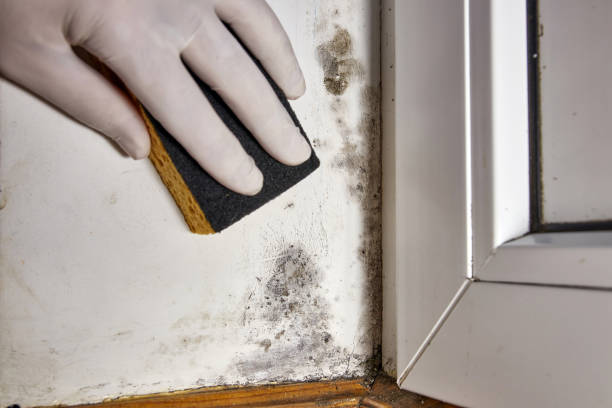 University Heights, IA Mold Removal Company