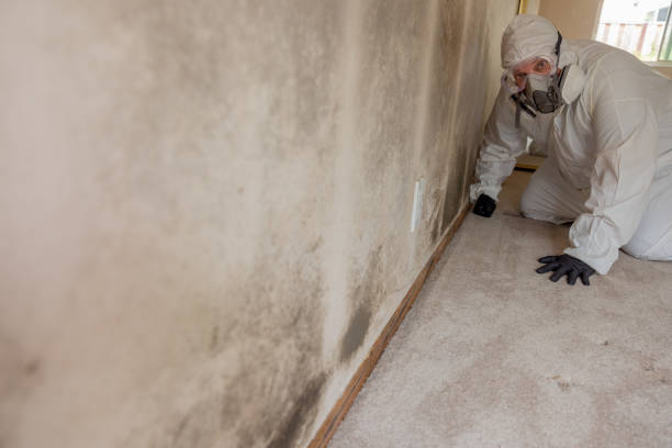 Best Mold Documentation for Insurance Claims  in University Heights, IA
